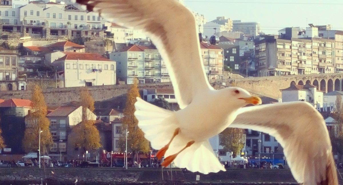 Oporto invierno